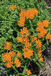 Butterfly Weed (Asclepias tuberosa) at English Gardens