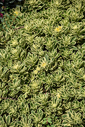 Rock 'N Low Boogie Woogie Stonecrop (Sedum 'Boogie Woogie') at English Gardens