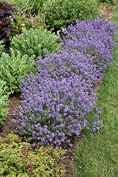 Essence Purple Lavender (Lavandula angustifolia 'Essence Purple') at English Gardens