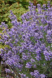 Essence Purple Lavender (Lavandula angustifolia 'Essence Purple') at English Gardens