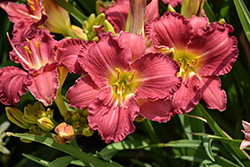 Happy Ever Appster Romantic Returns Daylily (Hemerocallis 'Romantic Returns') at English Gardens