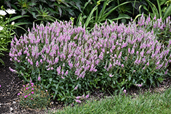 Magic Show Pink Potion Speedwell (Veronica 'Pink Potion') at English Gardens