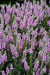 Magic Show Pink Potion Speedwell (Veronica 'Pink Potion') at English Gardens