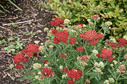 Sassy Summer Sangria Yarrow (Achillea 'Sassy Summer Sangria') at English Gardens