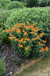 Butterfly Weed (Asclepias tuberosa) at English Gardens