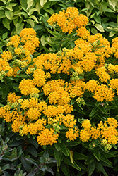 Hello Yellow Milkweed (Asclepias tuberosa 'Hello Yellow') at English Gardens