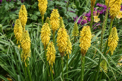 Pyromania Solar Flare Torchlily (Kniphofia 'Solar Flare') at English Gardens