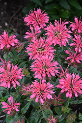 Leading Lady Pink Beebalm (Monarda 'Leading Lady Pink') at English Gardens