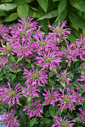 Pardon My Lavender Beebalm (Monarda didyma 'Pardon My Lavender') at English Gardens