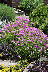 Opening Act Ultrapink Phlox (Phlox 'Opening Act Ultrapink') at English Gardens