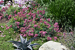 Pink Diamonds Fern-leaved Bleeding Heart (Dicentra 'Pink Diamonds') at English Gardens