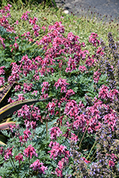 Pink Diamonds Fern-leaved Bleeding Heart (Dicentra 'Pink Diamonds') at English Gardens