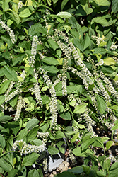 Scentlandia Virginia Sweetspire (Itea virginica 'SMNIVDFC') at English Gardens
