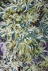 Butterfly Variegated Japanese Maple (Acer palmatum 'Butterfly') at English Gardens