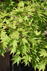 Tobiosho Japanese Maple (Acer palmatum 'Tobiosho') at English Gardens