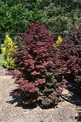 Twombly's Red Sentinel Japanese Maple (Acer palmatum 'Twombly's Red Sentinel') at English Gardens