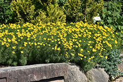 Zagreb Tickseed (Coreopsis verticillata 'Zagreb') at English Gardens