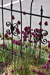Drumstick Allium (Allium sphaerocephalon) at English Gardens