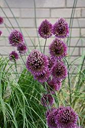 Drumstick Allium (Allium sphaerocephalon) at English Gardens