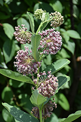 Common Milkweed (Asclepias syriaca) at English Gardens