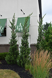 Trautman Juniper (Juniperus chinensis 'Trautman') at English Gardens