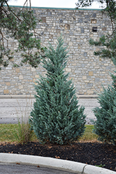Blue Point Juniper (Juniperus chinensis 'Blue Point') at English Gardens