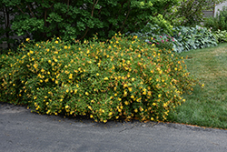 Hidcote St. John's Wort (Hypericum 'Hidcote') at English Gardens