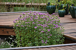 Wild Beebalm (Monarda fistulosa) at English Gardens