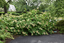 Ruby Slippers Hydrangea (Hydrangea quercifolia 'Ruby Slippers') at English Gardens