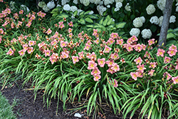 Happy Ever Appster Rosy Returns Daylily (Hemerocallis 'Rosy Returns') at English Gardens