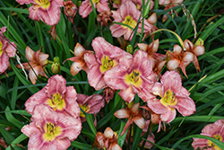 Happy Ever Appster Rosy Returns Daylily (Hemerocallis 'Rosy Returns') at English Gardens