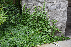 English Ivy (Hedera helix) at English Gardens