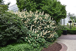 Bottlebrush Buckeye (Aesculus parviflora) at English Gardens