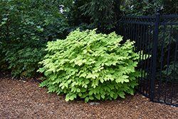 Sun King Japanese Spikenard (Aralia cordata 'Sun King') at English Gardens