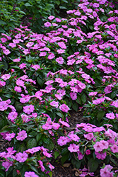 SunPatiens Compact Hot Pink New Guinea Impatiens (Impatiens 'SAKIMP061') at English Gardens