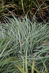 Blue Zinger Blue Sedge (Carex flacca 'Blue Zinger') at English Gardens