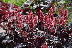 Timeless Night Coral Bells (Heuchera 'Timeless Night') at English Gardens