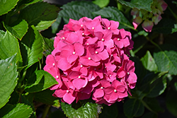 Red Sensation Hydrangea (Hydrangea macrophylla 'Red Sensation') at English Gardens