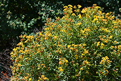 Sunny Boulevard St. John's Wort (Hypericum 'Deppe') at English Gardens
