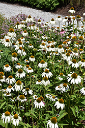 White Swan Coneflower (Echinacea purpurea 'White Swan') at English Gardens