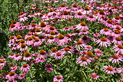 Ruby Star Coneflower (Echinacea purpurea 'Rubinstern') at English Gardens