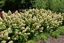 Gatsby Gal Hydrangea (Hydrangea quercifolia 'Brenhill') at English Gardens