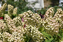 Gatsby Gal Hydrangea (Hydrangea quercifolia 'Brenhill') at English Gardens