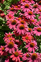 Sombrero Tres Amigos Coneflower (Echinacea 'Balsomtresgo') at English Gardens
