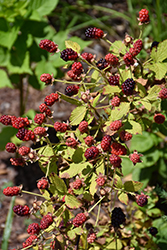 Baby Cakes Blackberry (Rubus 'APF-236T') at English Gardens
