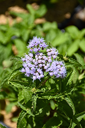 Blue Mistflower (Conoclinium coelestinum) at English Gardens