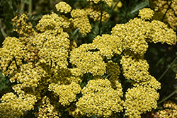 Firefly Sunshine Yarrow (Achillea 'Firefly Sunshine') at English Gardens