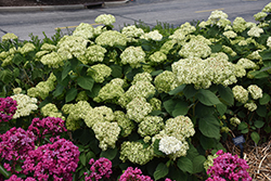 Invincibelle Sublime Smooth Hydrangea (Hydrangea arborescens 'SMNHRL') at English Gardens