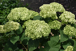 Invincibelle Sublime Smooth Hydrangea (Hydrangea arborescens 'SMNHRL') at English Gardens