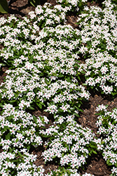 Soiree Kawaii White Peppermint Vinca (Catharanthus roseus 'Soiree Kawaii White Peppermint') at English Gardens